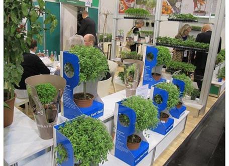Sweet Smell of Success Wafts from Israel's "Basil Tree"