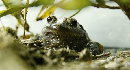 Watershed moment for extinct Israeli frog