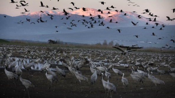 Israel Restores Wetlands; Birds Make It Their Winter Home