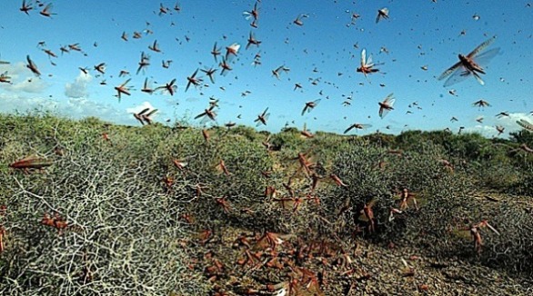 Israel Braces For Locust Invasion Ahead Of Passover