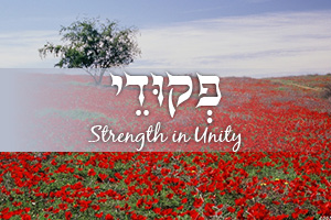 Strength in Unity: Parashat Pekudei