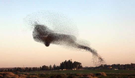 Israel Forever Starlings skies of the Negev. Photo by Eliyahu Hershkovitz
