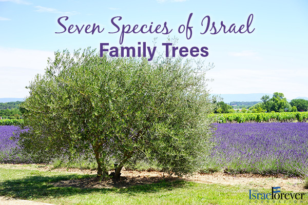 Seven Species of Israel Family Trees